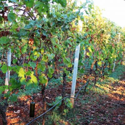 Vino Matic Vinograd 13