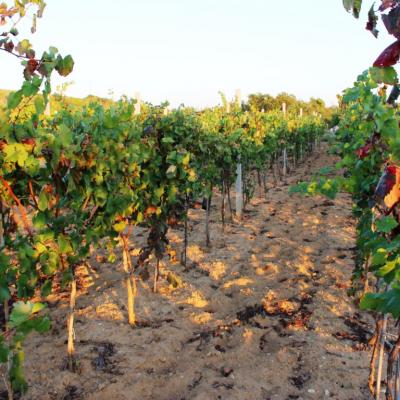 Vino Matic Vinograd 15