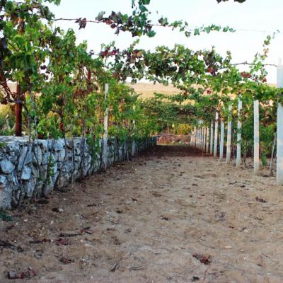 Vino Matic Vinograd 20