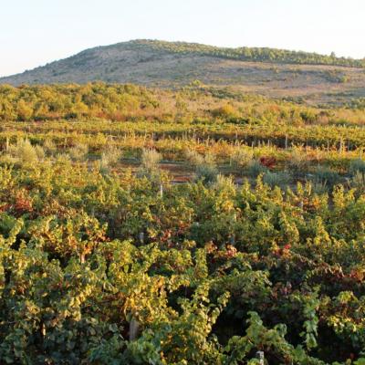 Vino Matic Vinograd 4