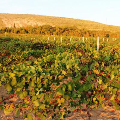 Vino Matic Vinograd 6