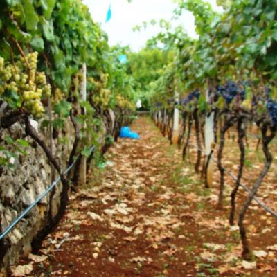 Vino Matic Vinograd 8