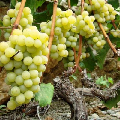 Vino Matic Vinograd 9